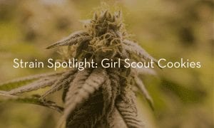 Strain-Spotlight-Girl-Scout-Cookies