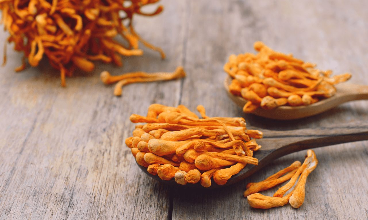 Medicinal Mushroom Spotlight Cordyceps
