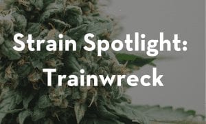 strain-spotlight-trainwreck