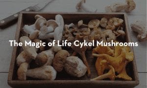 The-Magic-of-Life-Cykel-Mushrooms